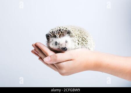 Side view of crop anonymous person holding cute little hedgehog in hands against white background Stock Photo