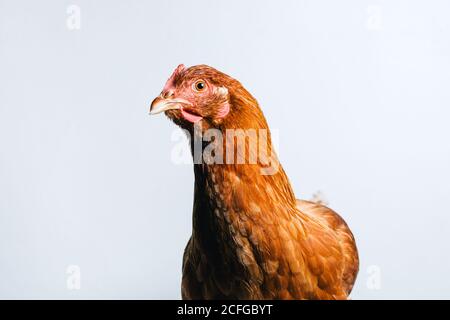 Closeup of young red domestic chicken standing on white background in studio Stock Photo