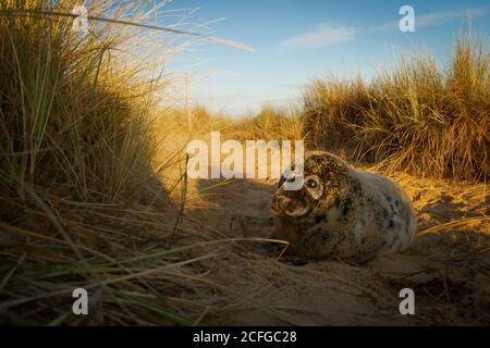 A sand covered grey seal pup (Halichoerus grypus) plays on the sandy path through the Norfolk dunes Stock Photo