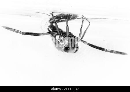 Black and white image of the backswimmer (Notonecta glauca) in a Cambridgeshire pond Stock Photo