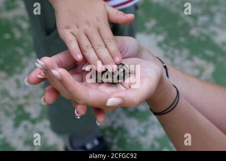 The little turtle is held in the palms Stock Photo