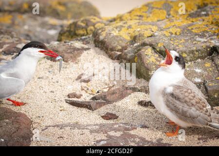 The hard working parent arctic tern (Sterna paradisaea) brings another fish for its calling chick sitting on the sandy beach of the Farne Islands Stock Photo