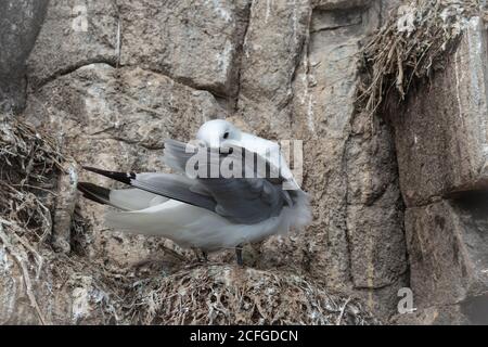 The kittiwake adult (Rissa tridactyla) cleans the feathers of its wing whilst sitting on its empty nests on the Northumberland cliff Stock Photo