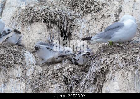 The young kittiwakes (Rissa tridactyla) await their parents whilst sitting on the cliff nest on the Farne Islands Stock Photo