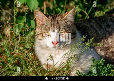 Cute gray and white cat with orange eyes and pink nose, enjoying warm sunny weather, laying on the meadow Stock Photo