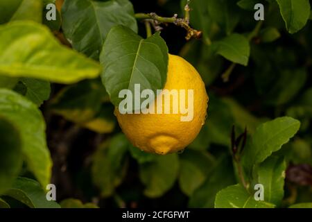 Ripe lemon on a tree Stock Photo