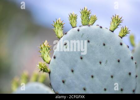 Closeup of opuntia cactus Stock Photo
