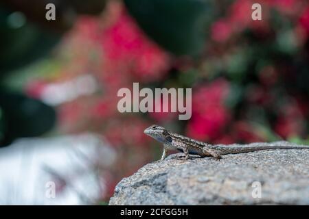 Lizard sitting on a stone Stock Photo