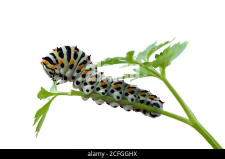 Lateral view of a Swallowtail butterfly (Papilio machaon) caterpillar feeding of a parsley twig isolated over a white background. Intermediate instar. Stock Photo
