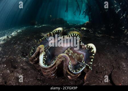 A giant clam, Tridacna squamosa, grows on the edge of a dark mangrove forest in Raja Ampat, Indonesia. This area has high marine biodiversity. Stock Photo