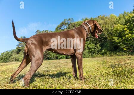 Brown hunting dog in the meadow. Help the hunter.