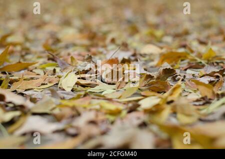 Dry autumn leaves close up on the road with a blurry background Stock Photo