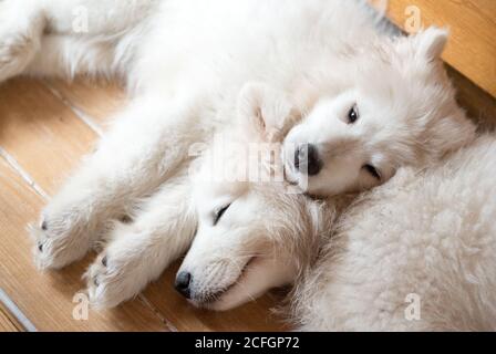 Two samoyed puppies laying on the floor Stock Photo