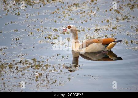 Agyptian goose is swimming on a pond Stock Photo