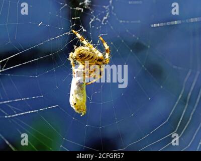 Common garden spider hooking its legs onto its web and creating a cocoon of grasshopper or cricket against muted blue background Stock Photo