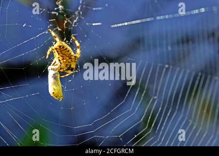 Common garden spider hooking its legs onto its web and creating a cocoon of grasshopper or cricket against muted blue background Stock Photo