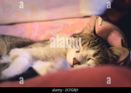 Young, healthy domestic tabby cat sleeping on a couch. Stock Photo