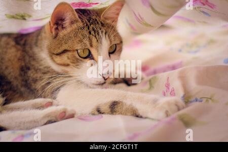 Gorgeous tabby cat with green eyes, playing under the bedsheets. Stock Photo