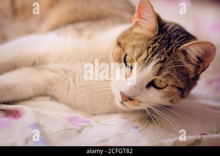 Gorgeous tabby cat with green eyes, lying in bed. Stock Photo