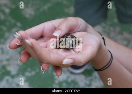 The little turtle is held in the palms Stock Photo