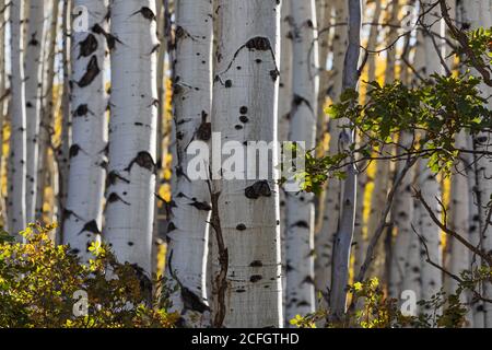 Aspen trees trunks with fall colors in the Uncompahgre National Forest near Owl Creek Pass, Colorado Stock Photo