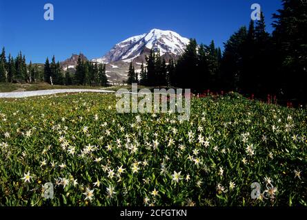 Mt Rainier from Spray Park, Mt Rainier National Park, Washington Stock Photo