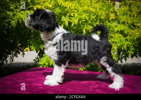 white funny Tibetan Terrier dog puppy in exhibition Stock Photo