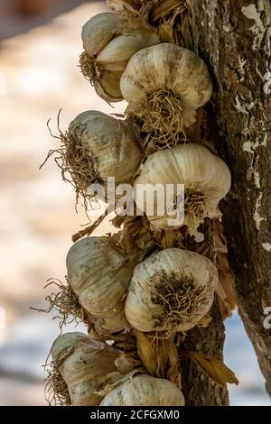 fresh garlic bulbs hanging in a plait on a tree for cooking. Stock Photo