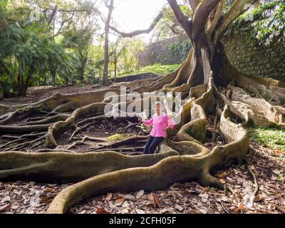 Woman sitting in the Ficus Roots: An elderly woman sits on one of a maze of roots of this ancient tree that is a centrepiece of thes public gardens. Stock Photo