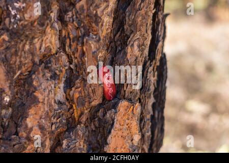 Red painted rock placed in tree bark. Stock Photo