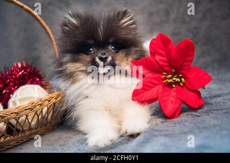 Pomeranian Spitz dog puppy and flower on Christmas or New Year