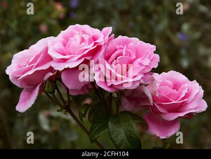 Rosa 'Timeless Pink' ? Stock Photo