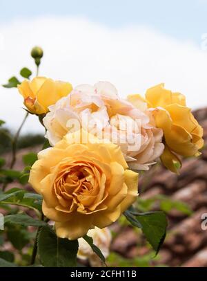 Rosa 'Golden Celebration' Stock Photo