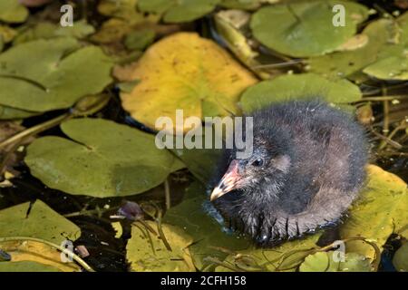 Common moorhen baby, Gallinula, sitting on a lily pad in Basingstoke canal, Woking Stock Photo