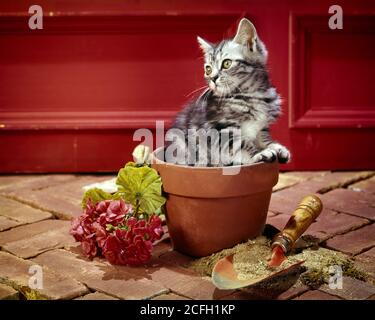 1960s TABBY CAT KITTEN BLACK AND WHITE FUR SITTING IN TERRA COTTA POT WITH GARDENING TOOLS AND AND GERANIUMS WAITING BESIDE - kc5141 PHT001 HARS PLEASING TERRA ADORABLE APPEALING INQUISITIVE OLD FASHIONED Stock Photo