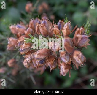 California Country Park in Finchampstead Stock Photo