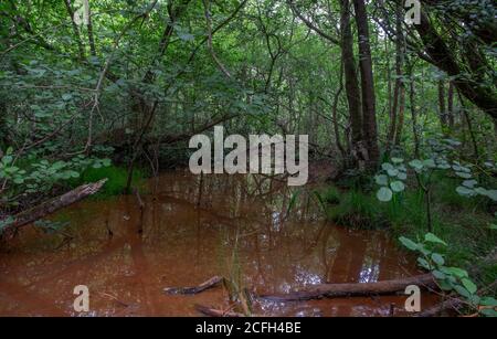 California Country Park in Finchampstead Stock Photo