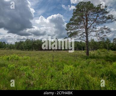 California Country Park in Finchampstead Stock Photo