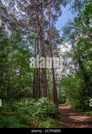 California Country Park in Finchampstead Stock Photo