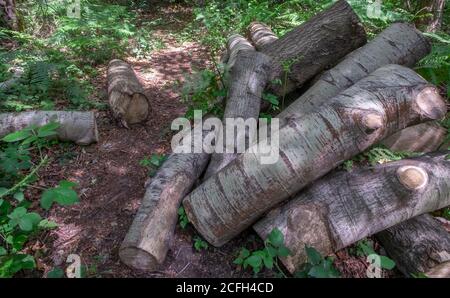 California Country Park in Finchampstead Stock Photo