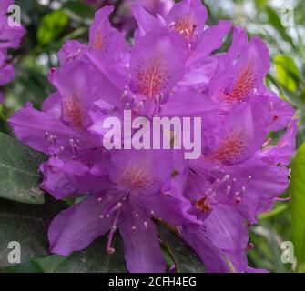 California Country Park in Finchampstead Stock Photo