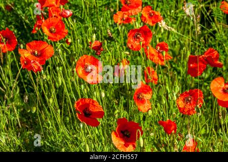 poppies a in field in France now regarded a rememberance flower because of all the death in French fields during the war. Stock Photo