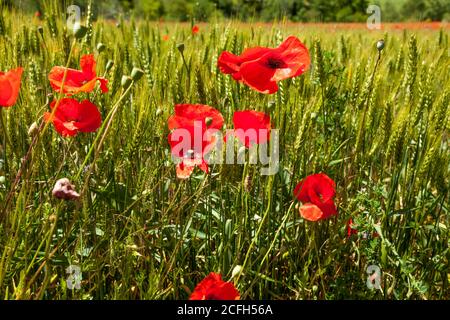 poppies a in field in France now regarded a rememberance flower because of all the death in French fields during the war. Stock Photo