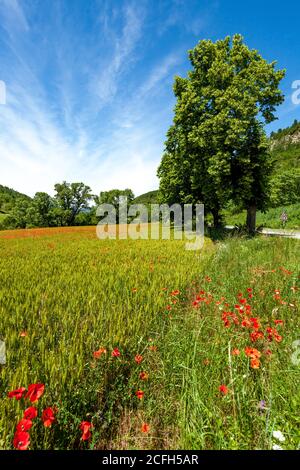 poppies a in field in France now regarded a rememberance flower because of all the death in French fields during the war. Stock Photo