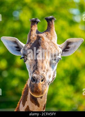 Giraffe head close-up. Deatiled view of african wildlife. Stock Photo