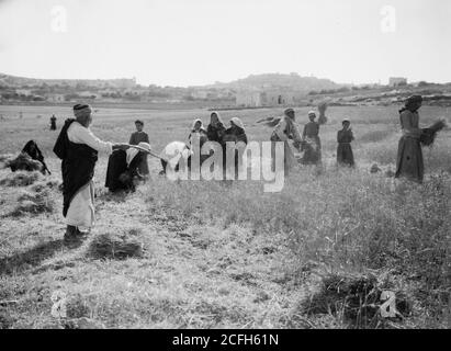 Original Caption:  Harvesting and threshing floor scenes in the story of Ruth & Boaz  - Location:  ca.  1898-1946 Stock Photo