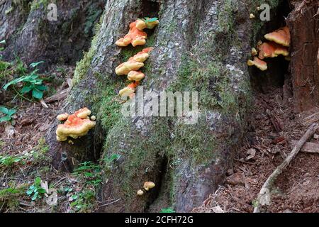 Chicken of the woods mushrooms - Laetiporus conifericola - in Mount Rainier National Park Stock Photo