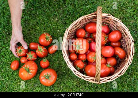 Top view of woman farmers hands holding harvested ripe tomatoes, basket with freshly picked tomatoes on green grass. Gardening and agriculture. Stock Photo