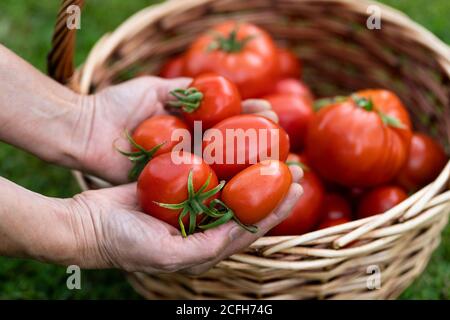 Woman farmers hands holding harvested tomatoes, basket of freshly picked tomatoes on green grass. Stock Photo