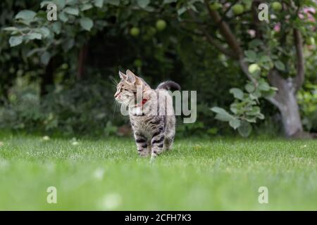 Tabby grey young adult domestic cat walking in grass in garden Stock Photo